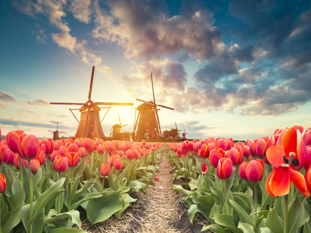 WEEK-END AMSTERDAM, KEUKENHOF & LES MOULINS DE KINDERDIJK