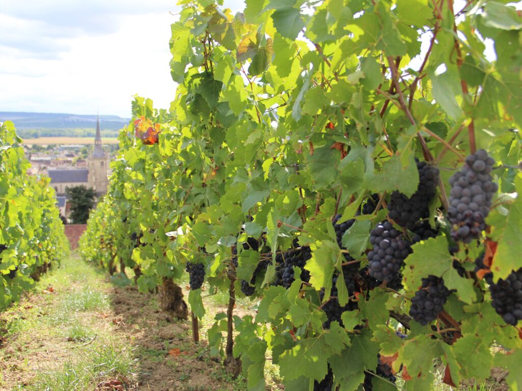 JOURNÉE EN CHAMPAGNE
